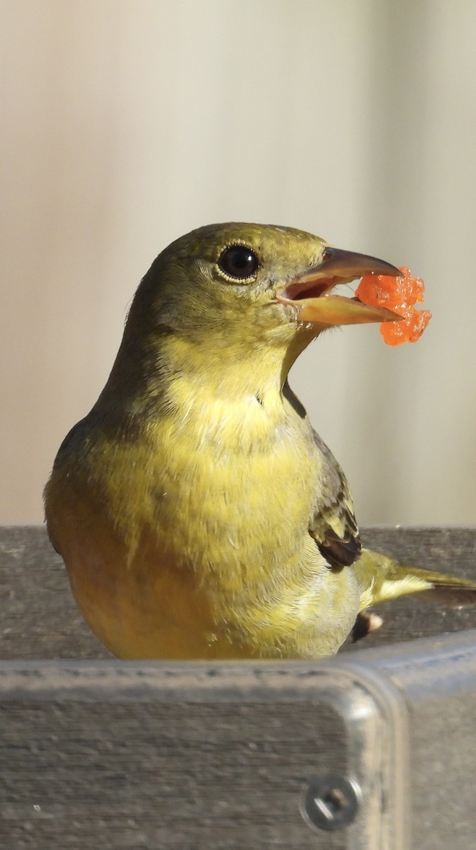 Western Tanager - ML615196168