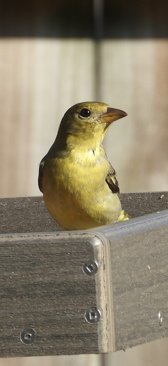 Western Tanager - ML615196169