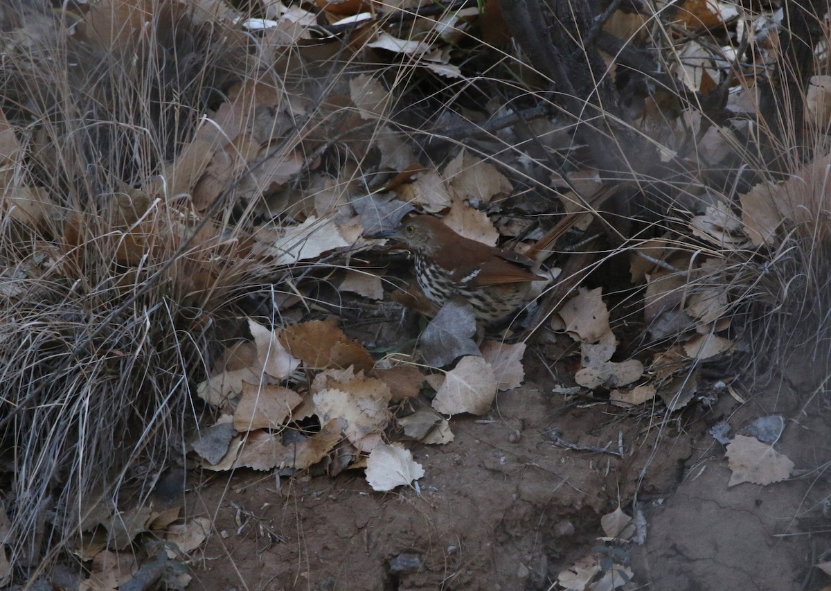 Brown Thrasher - ML615196190