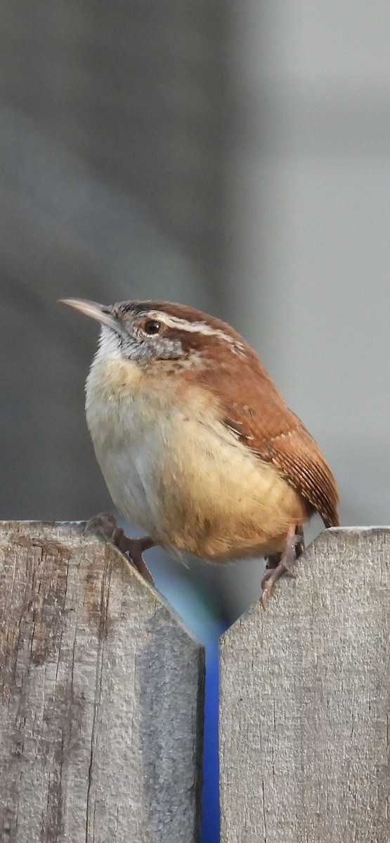 Carolina Wren - ML615196209