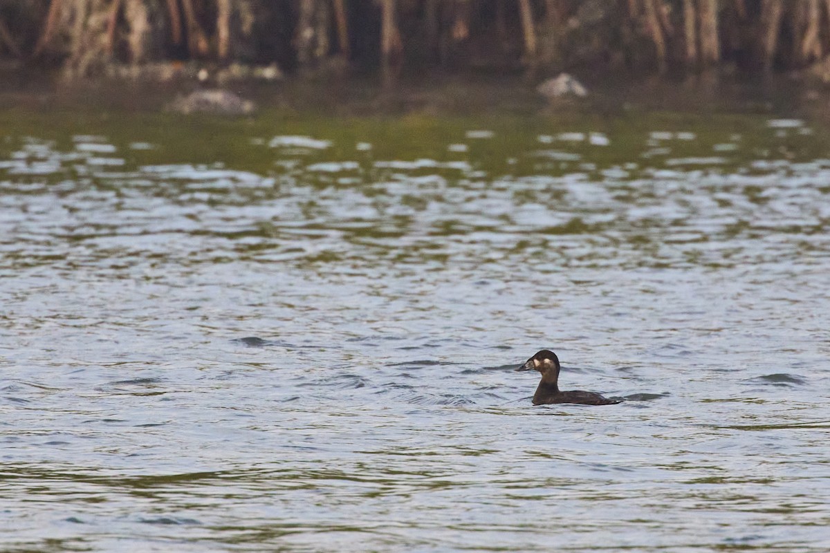 Surf Scoter - ML615196213