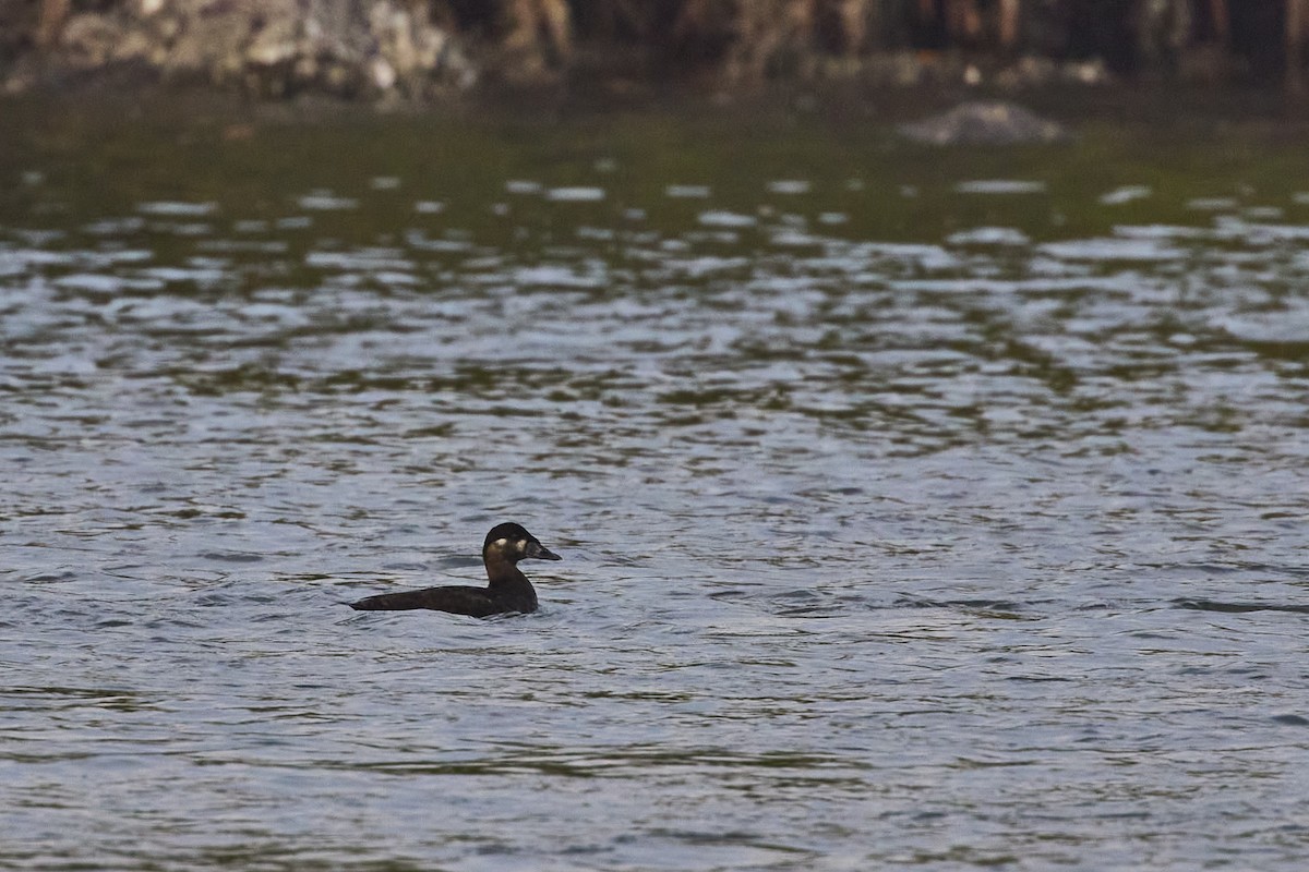 Surf Scoter - ML615196214