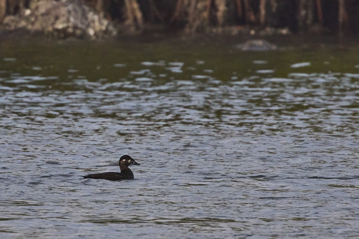 Surf Scoter - ML615196215