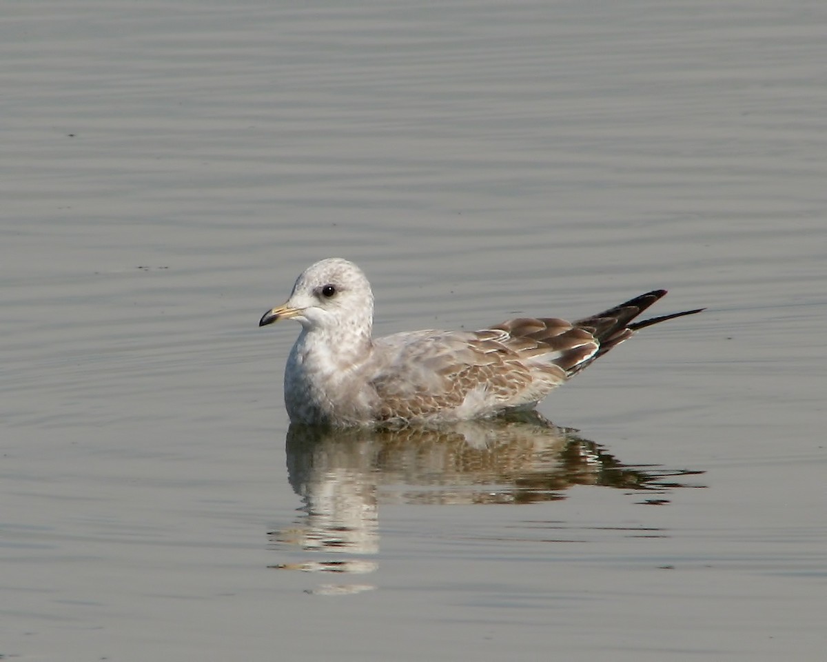 Short-billed Gull - ML615196222