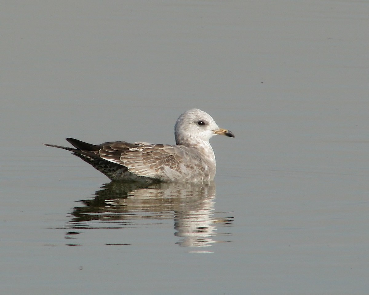Short-billed Gull - ML615196223