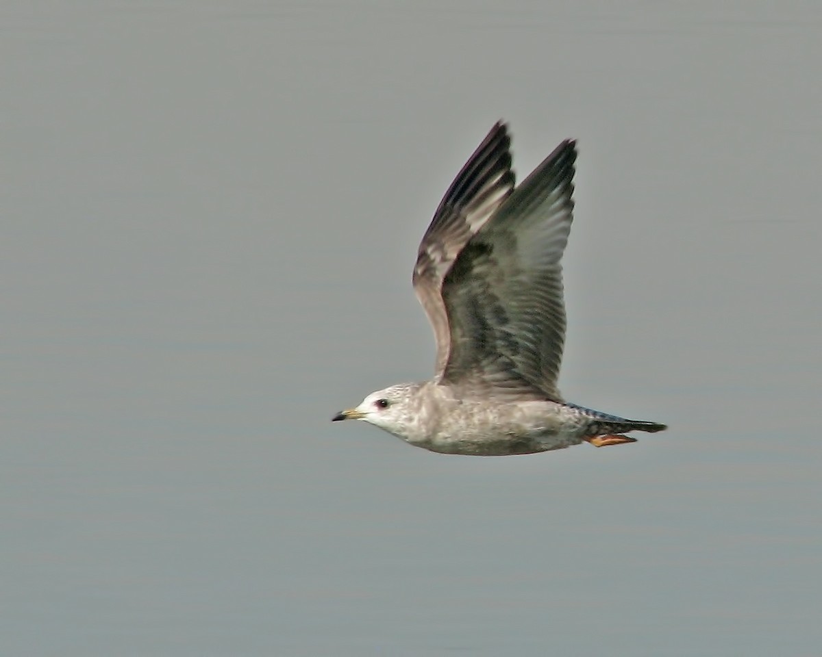 Short-billed Gull - ML615196224