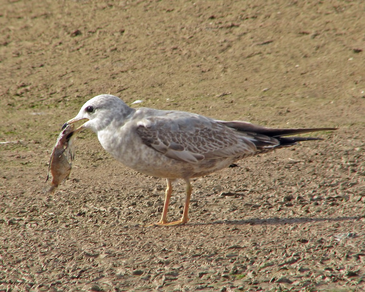 Short-billed Gull - ML615196226