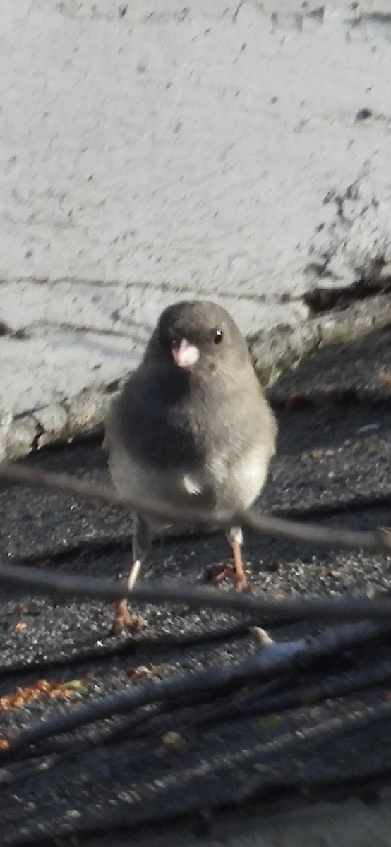 Dark-eyed Junco - ML615196247