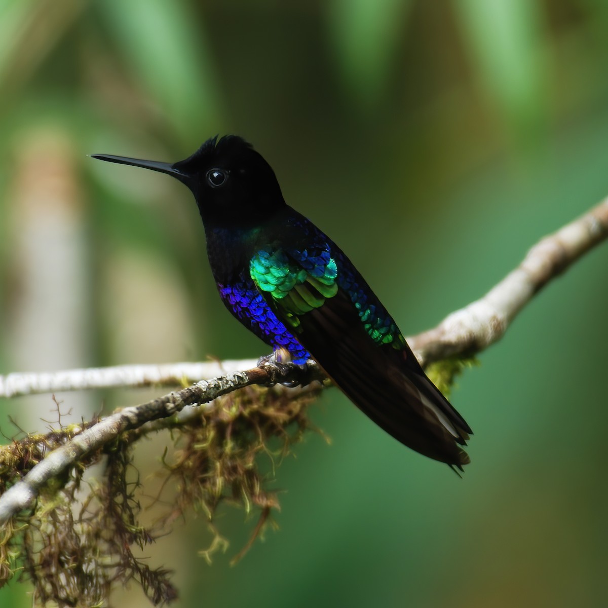 kolibřík hyacintový - ML615196277