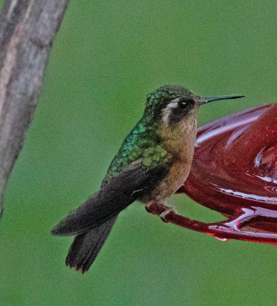 Speckled Hummingbird - Nick Bolgiano