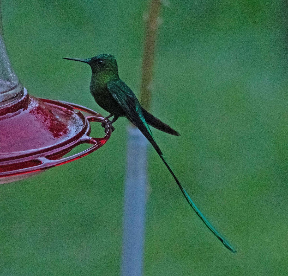 Long-tailed Sylph - ML615196283