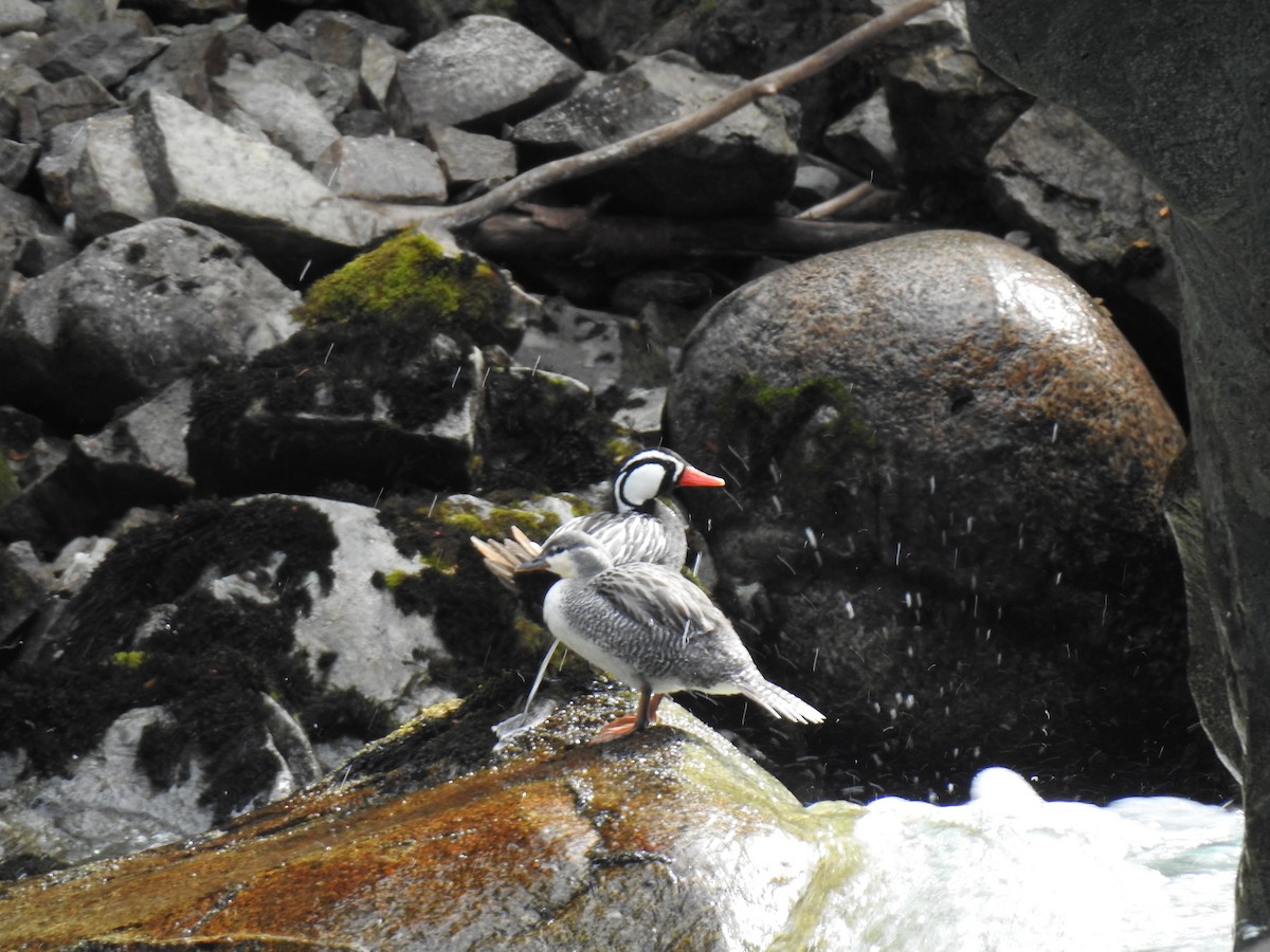 Torrent Duck - ML615196358