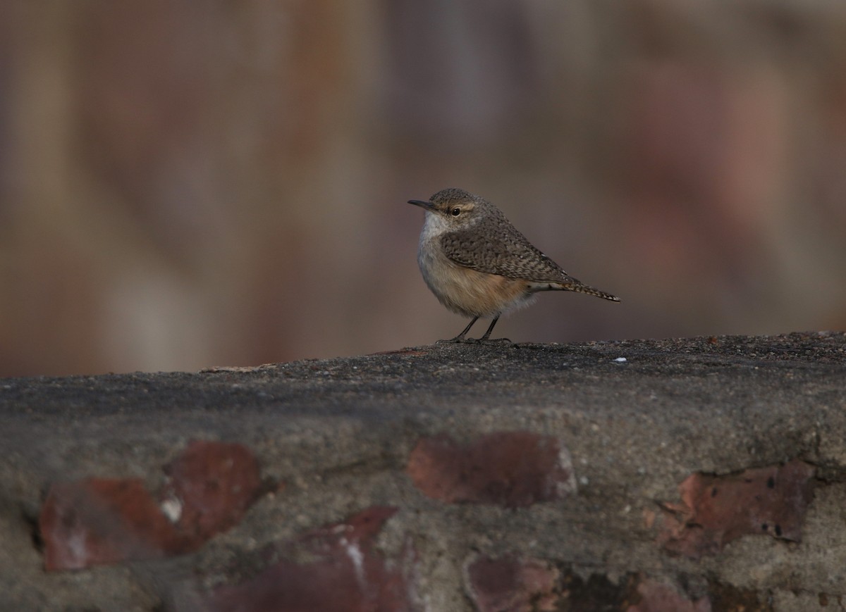 Rock Wren - ML615196386