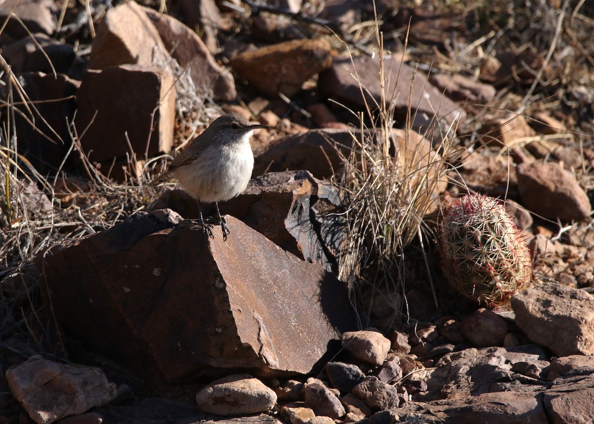 Rock Wren - ML615196387