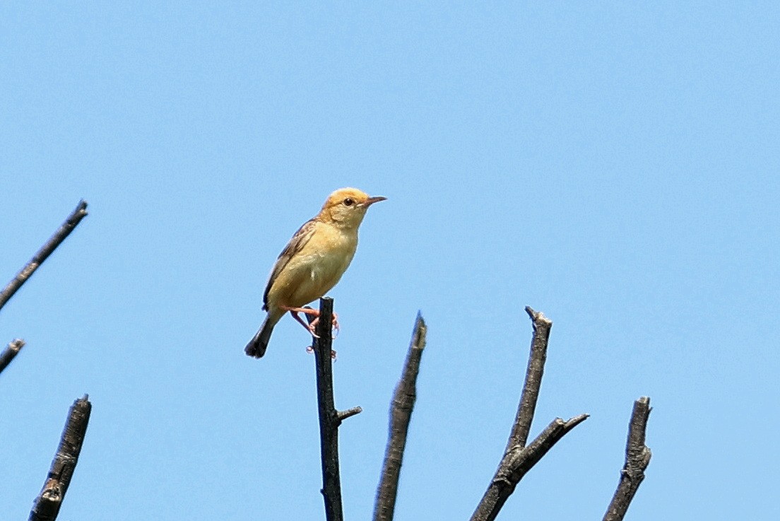 Golden-headed Cisticola - ML615196405