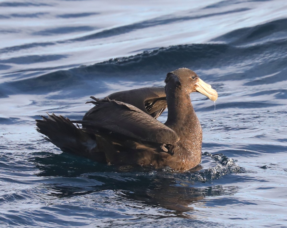 Northern Giant-Petrel - ML615196436