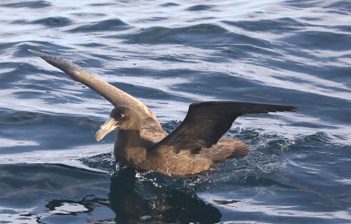 Northern Giant-Petrel - Steven Edwards