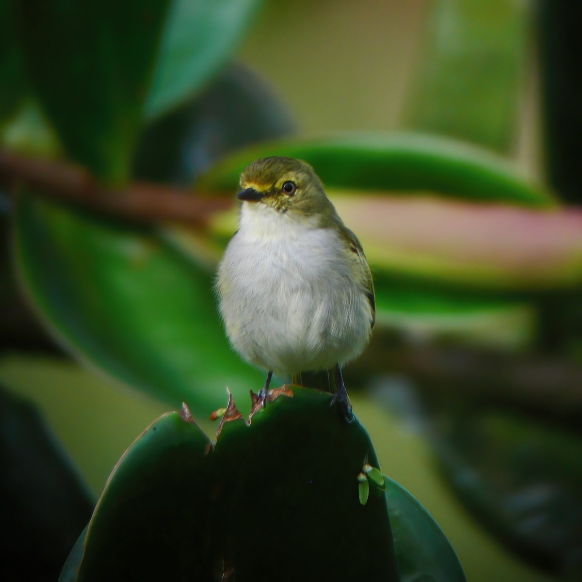 Choco Tyrannulet - Gary Rosenberg