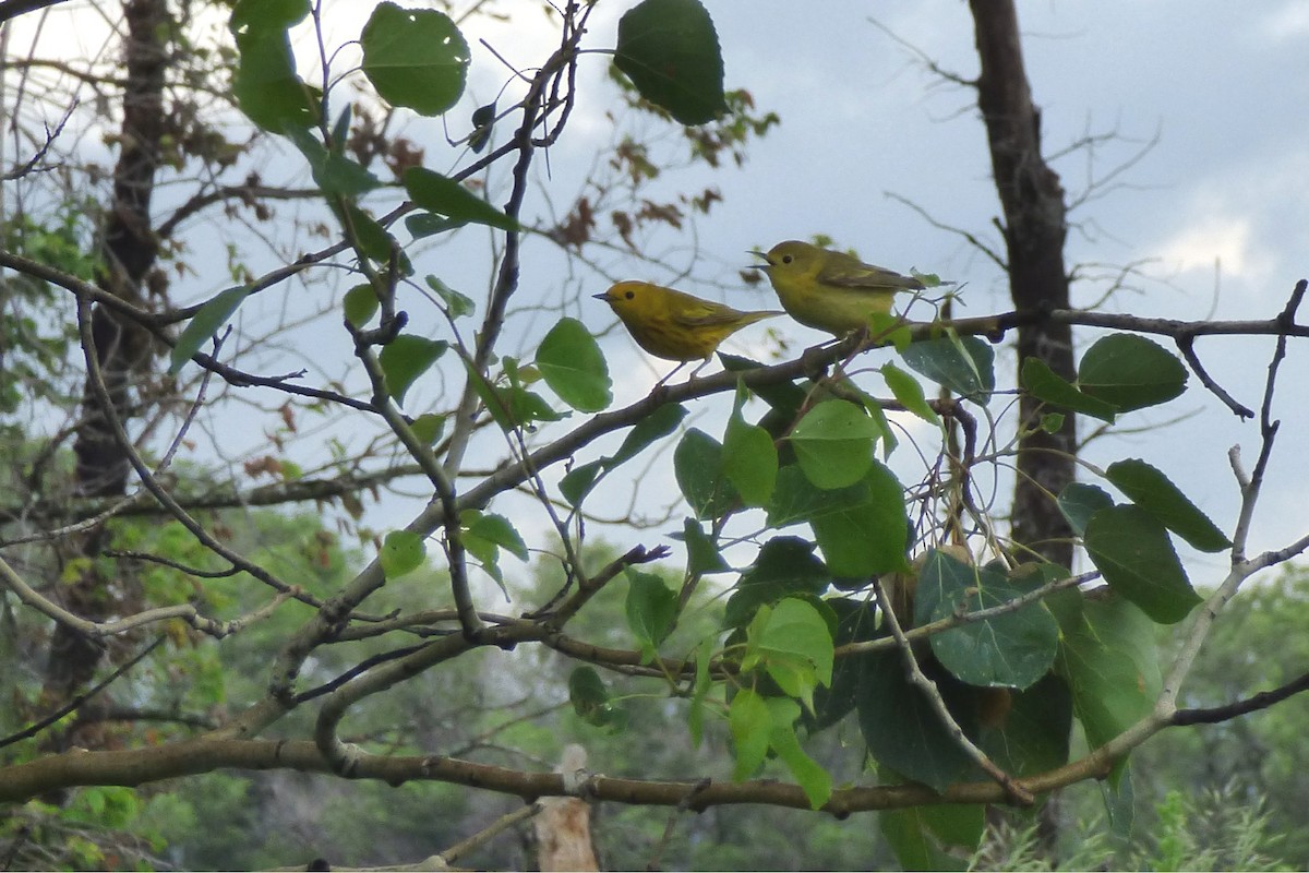 Paruline jaune - ML61519661