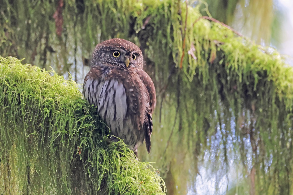 Northern Pygmy-Owl (Pacific) - Nathan Wall