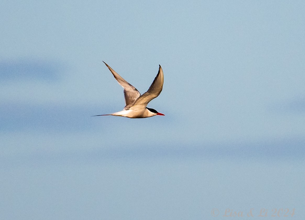 South American Tern - ML615196641