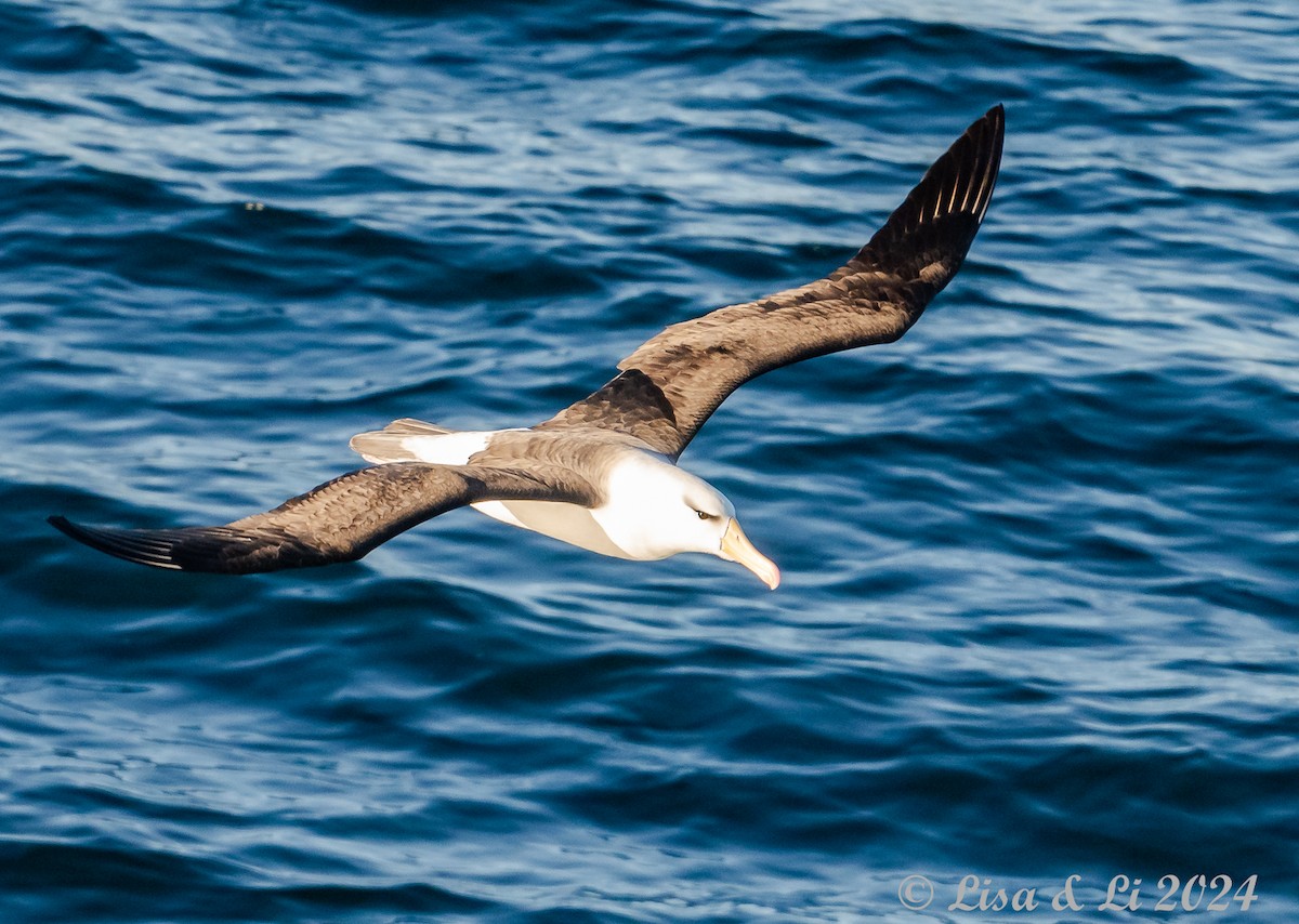 albatros černobrvý (ssp. melanophris) - ML615196658