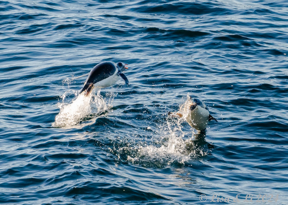 Gentoo Penguin - ML615196669