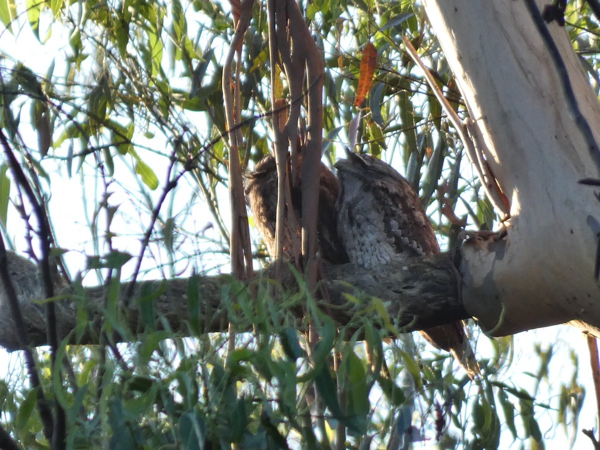 Tawny Frogmouth - Eneko Azkue