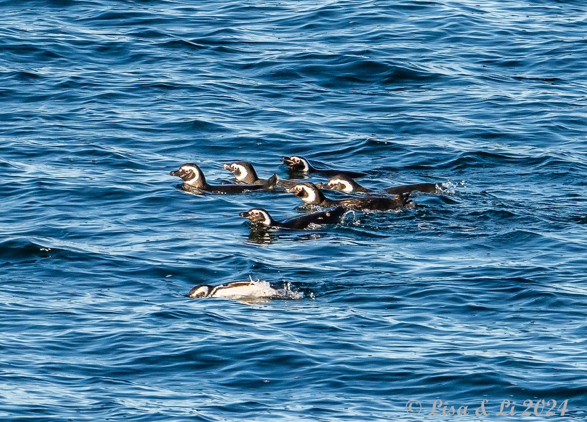 Magellanic Penguin - ML615196692