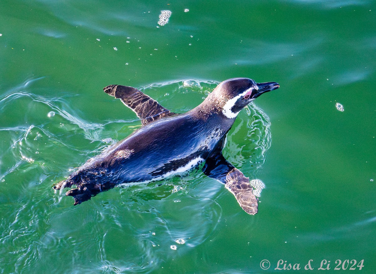 Magellanic Penguin - ML615196701