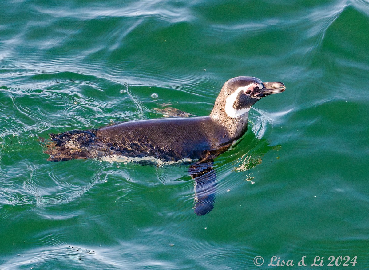 Magellanic Penguin - ML615196702