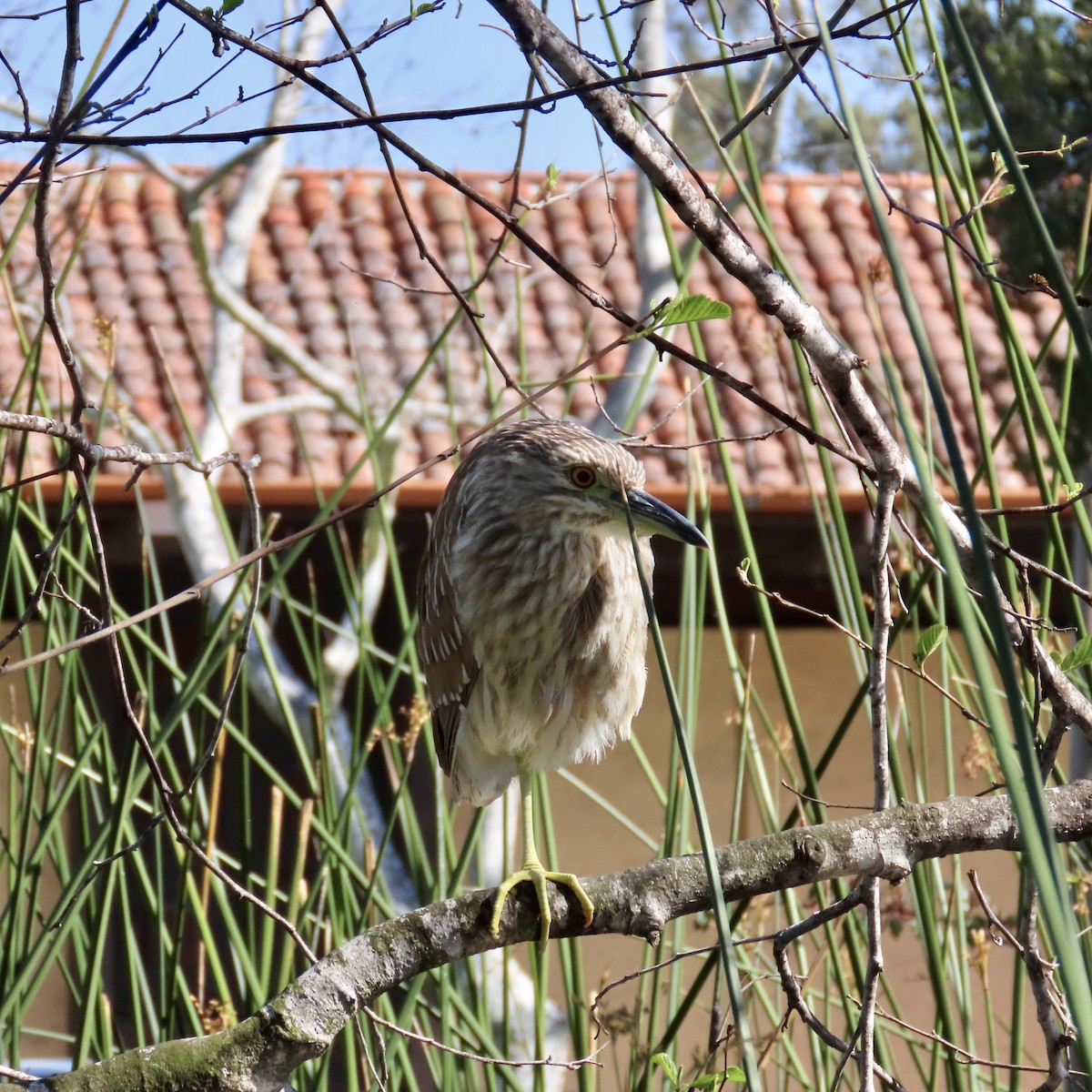 Black-crowned Night Heron - ML615196716