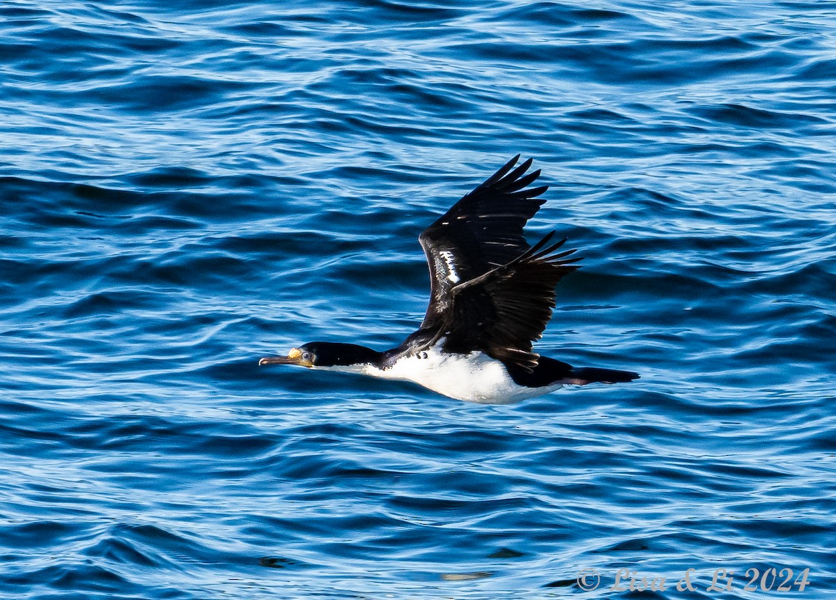 Imperial Cormorant - ML615196720