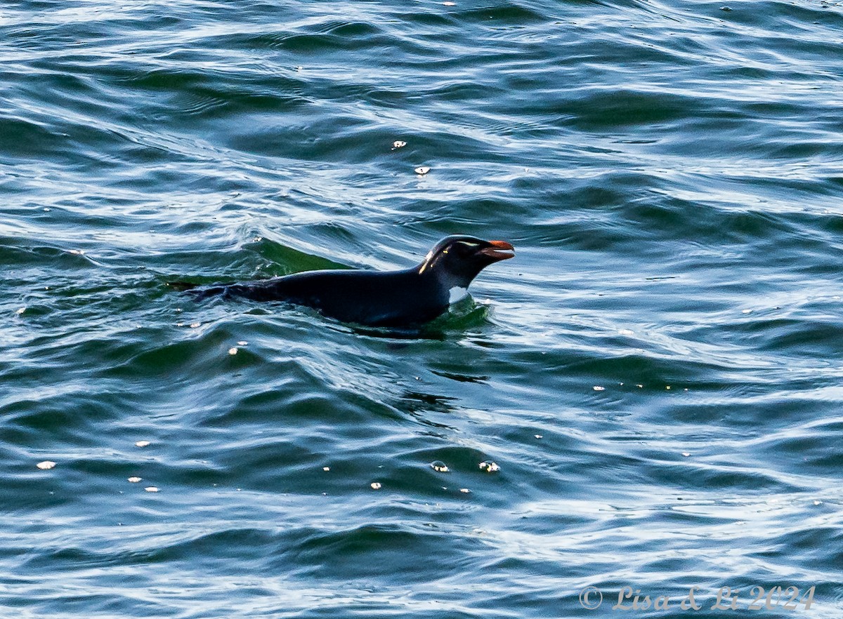 Southern Rockhopper Penguin - ML615196732