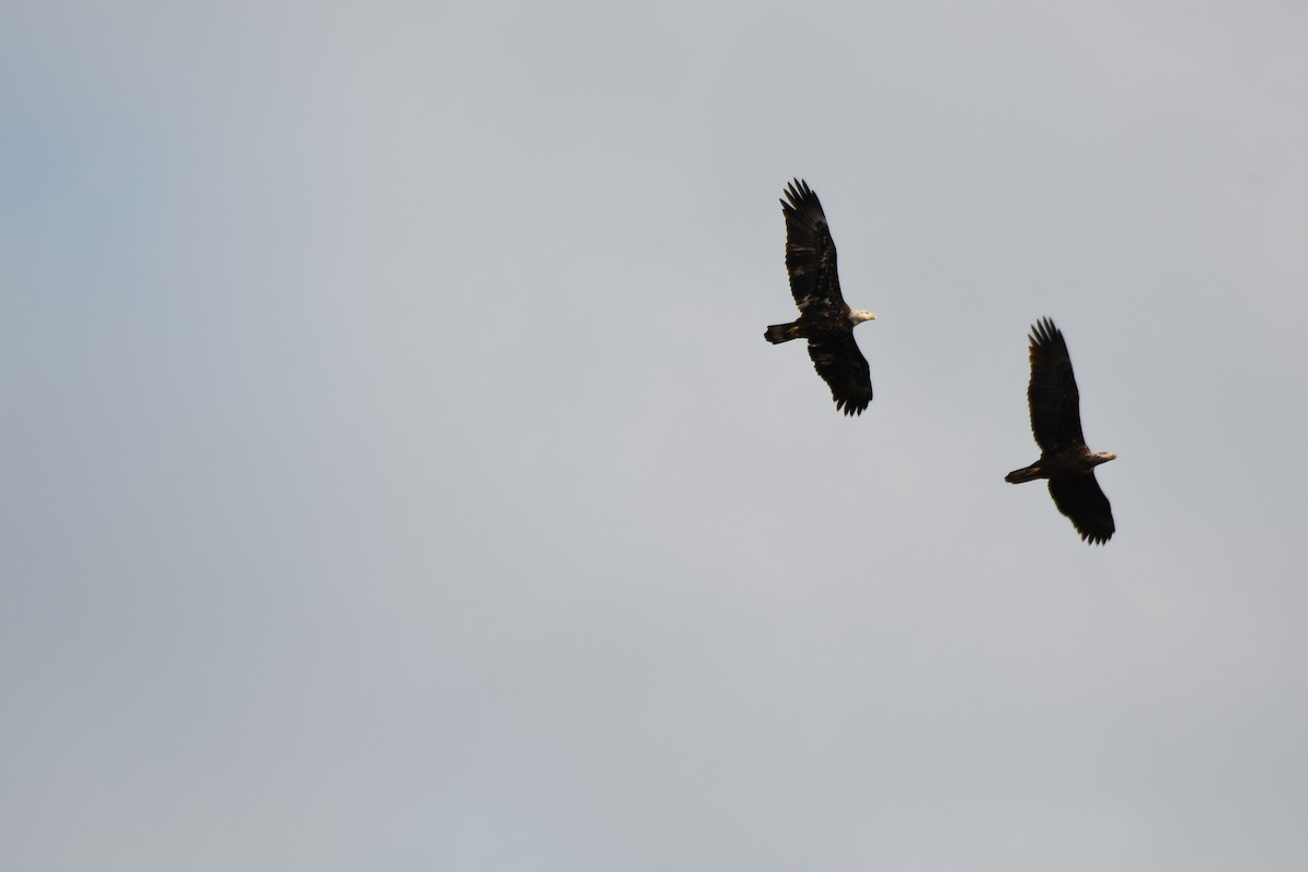 Bald Eagle - Doug Fishman