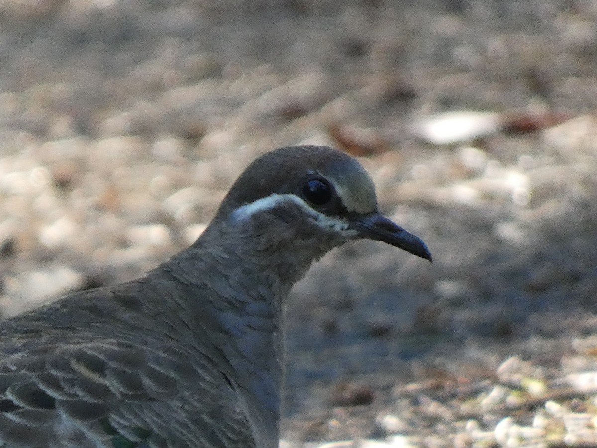 Common Bronzewing - ML615196781