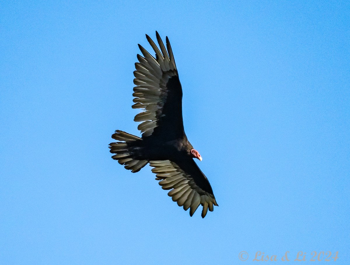 Turkey Vulture - ML615196813