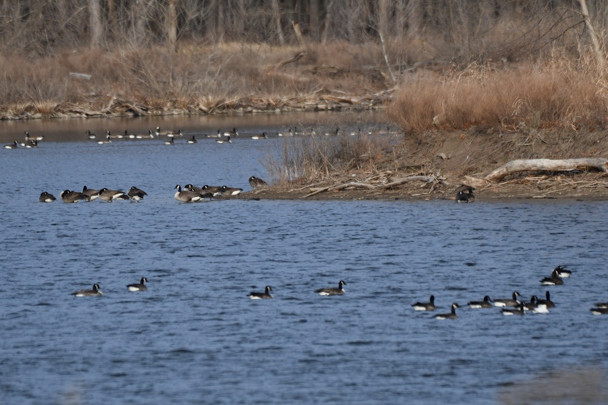 Canada Goose - Doug Fishman