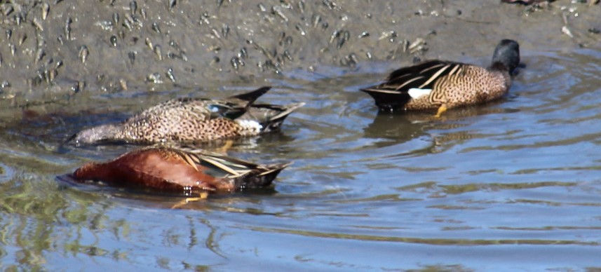 Cinnamon Teal - ML615196838