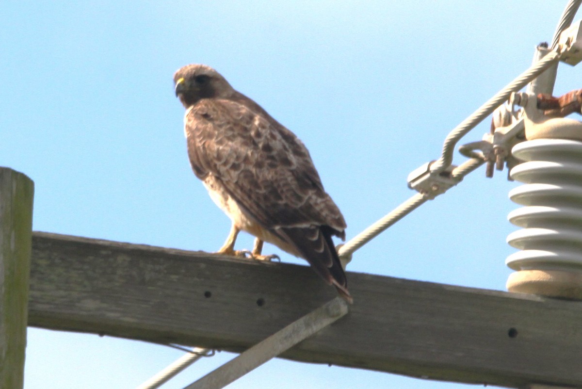 Red-tailed Hawk - ML615196852