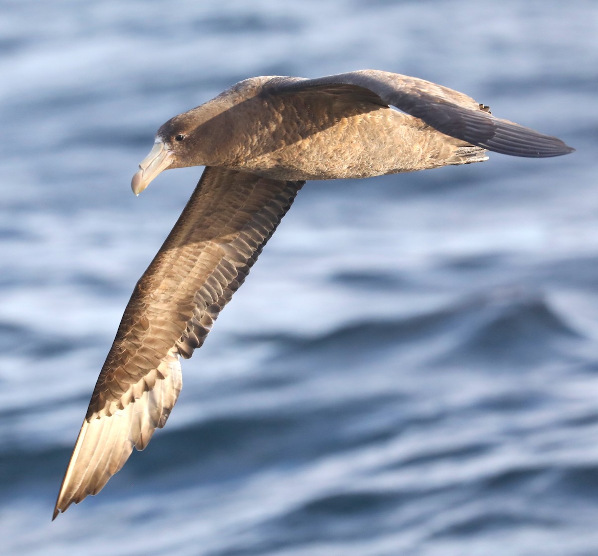 Northern Giant-Petrel - ML615196860