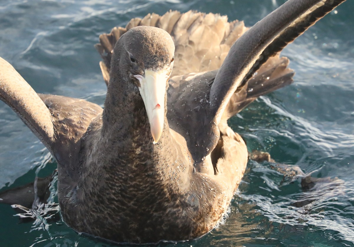 Northern Giant-Petrel - ML615196861