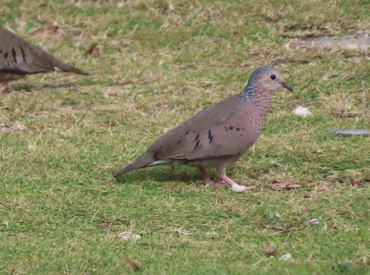 Common Ground Dove - Michal Bardecki