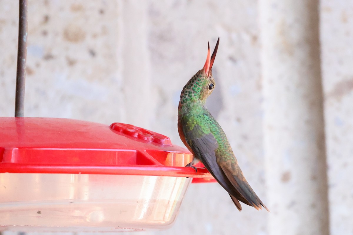 Buff-bellied Hummingbird (Northern) - ML615197036