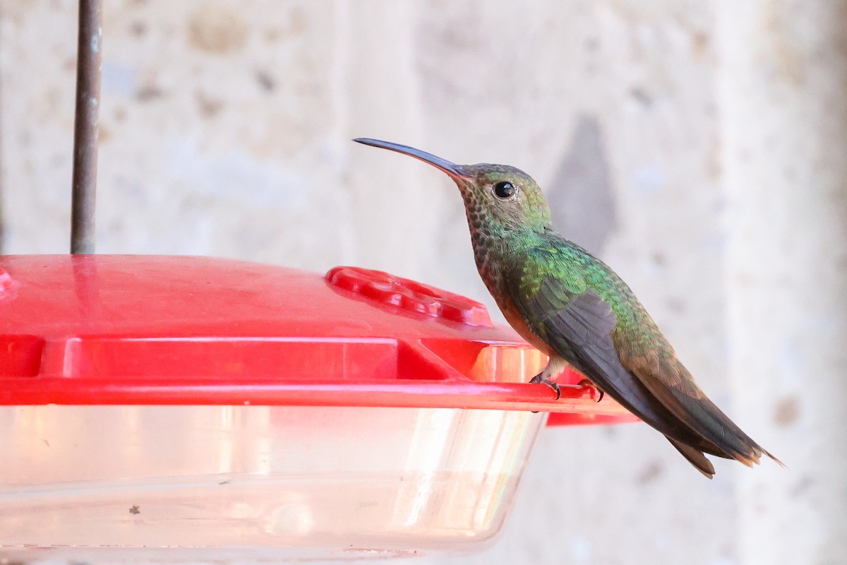 Buff-bellied Hummingbird (Northern) - ML615197040