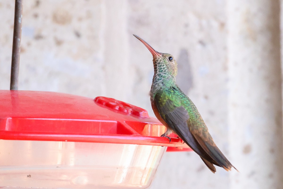 Buff-bellied Hummingbird (Northern) - Garrett Lau