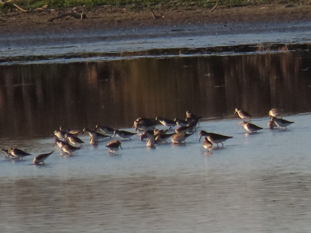 Dunlin - ML615197048