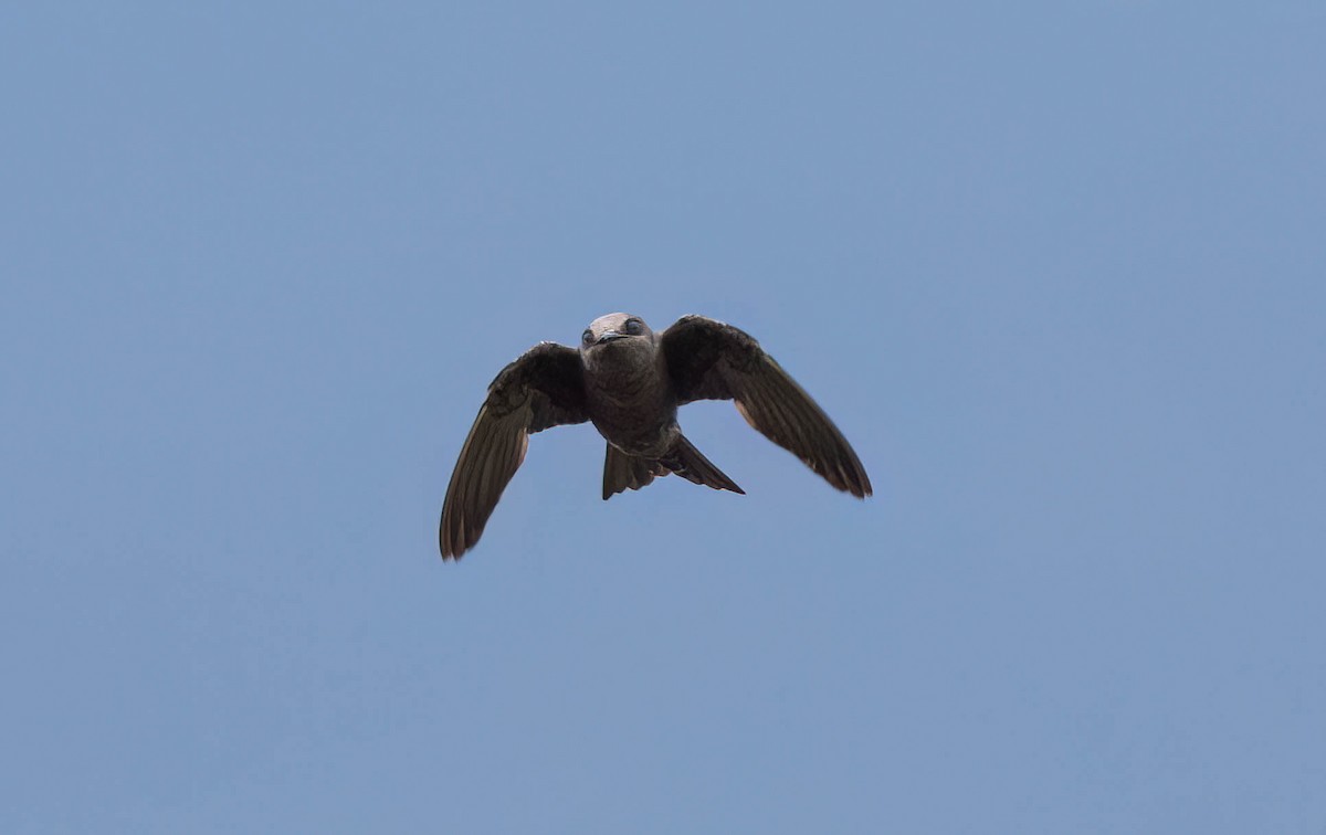 Golondrina de Galápagos - ML615197138