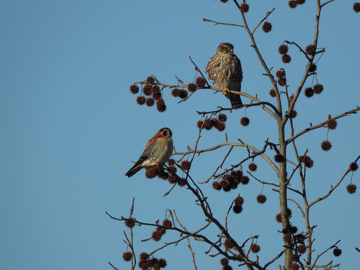 Merlin - ML615197174