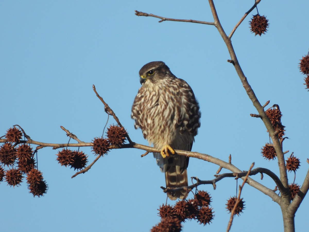 Merlin - ML615197185